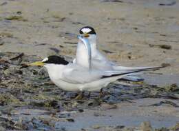 Image of Saunders's tern