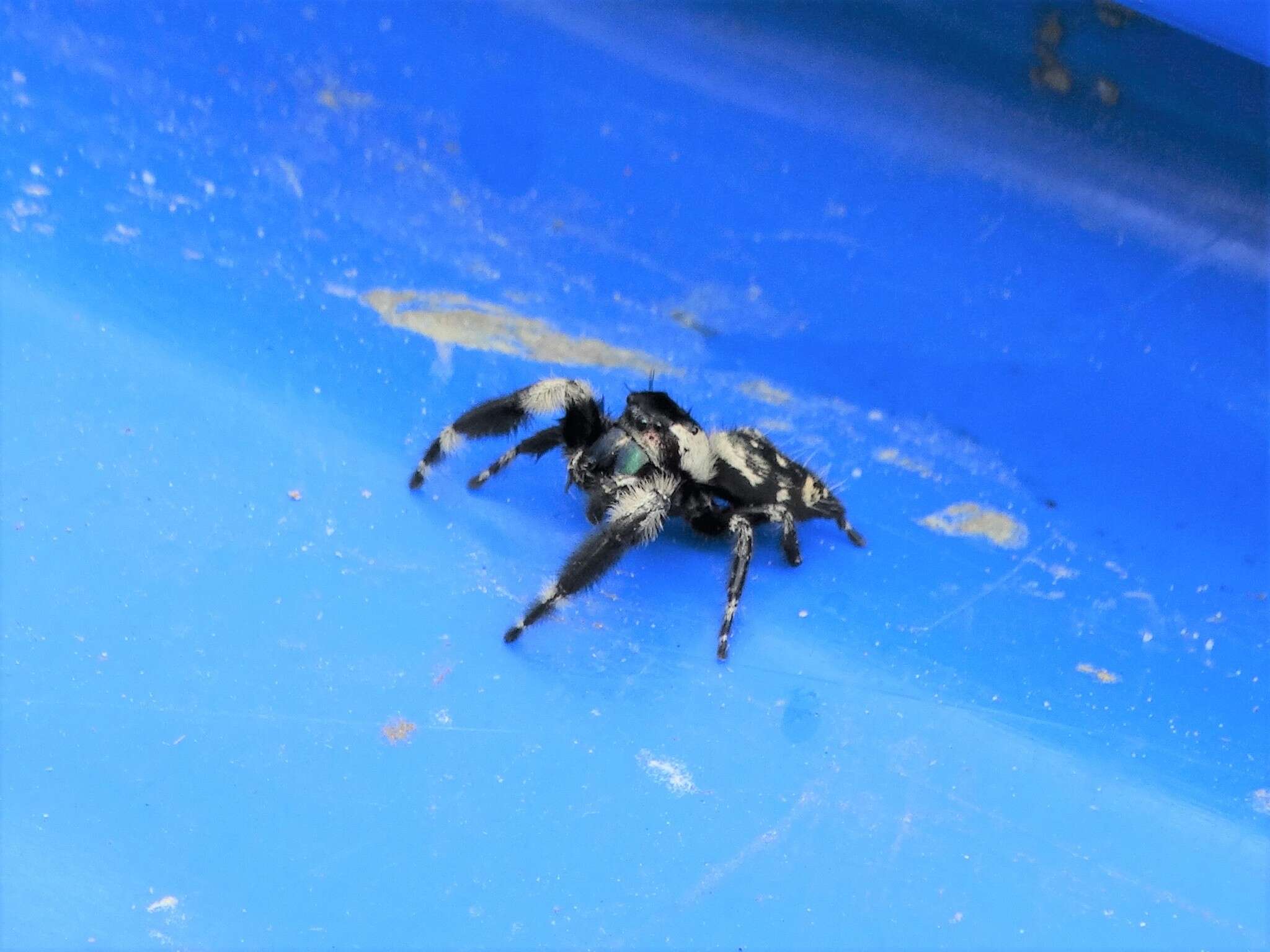 Phidippus otiosus (Hentz 1846)的圖片