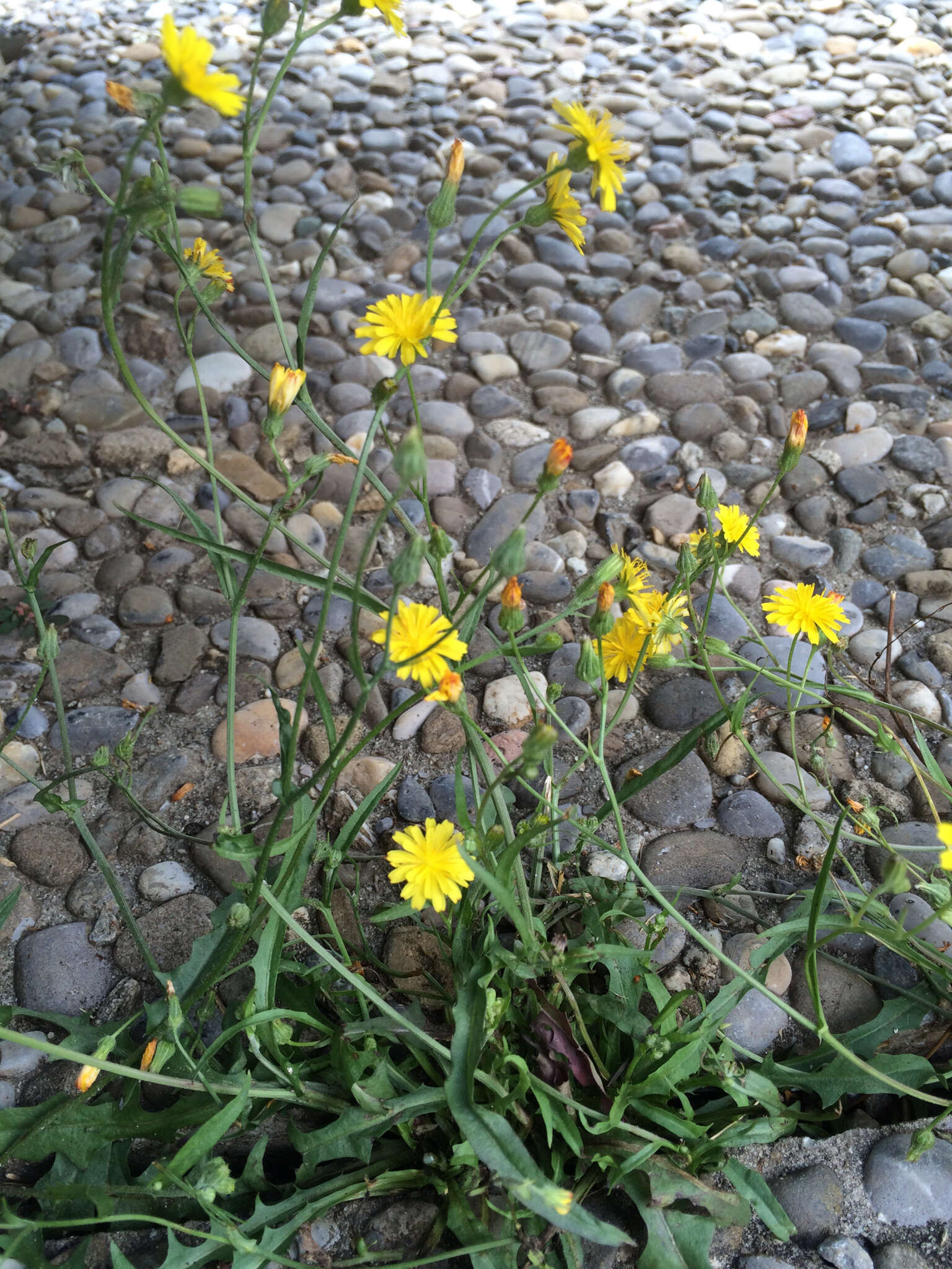 Image of smooth hawksbeard