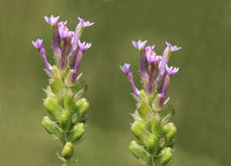 Image of Few-flowered Milkwort