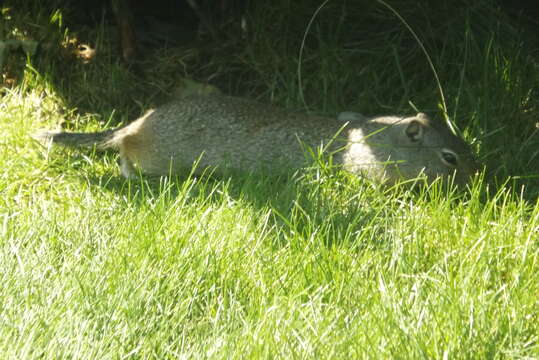 Image of Uinta ground squirrel