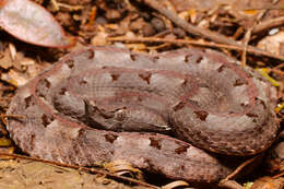 Image of Hognosed Pit Viper