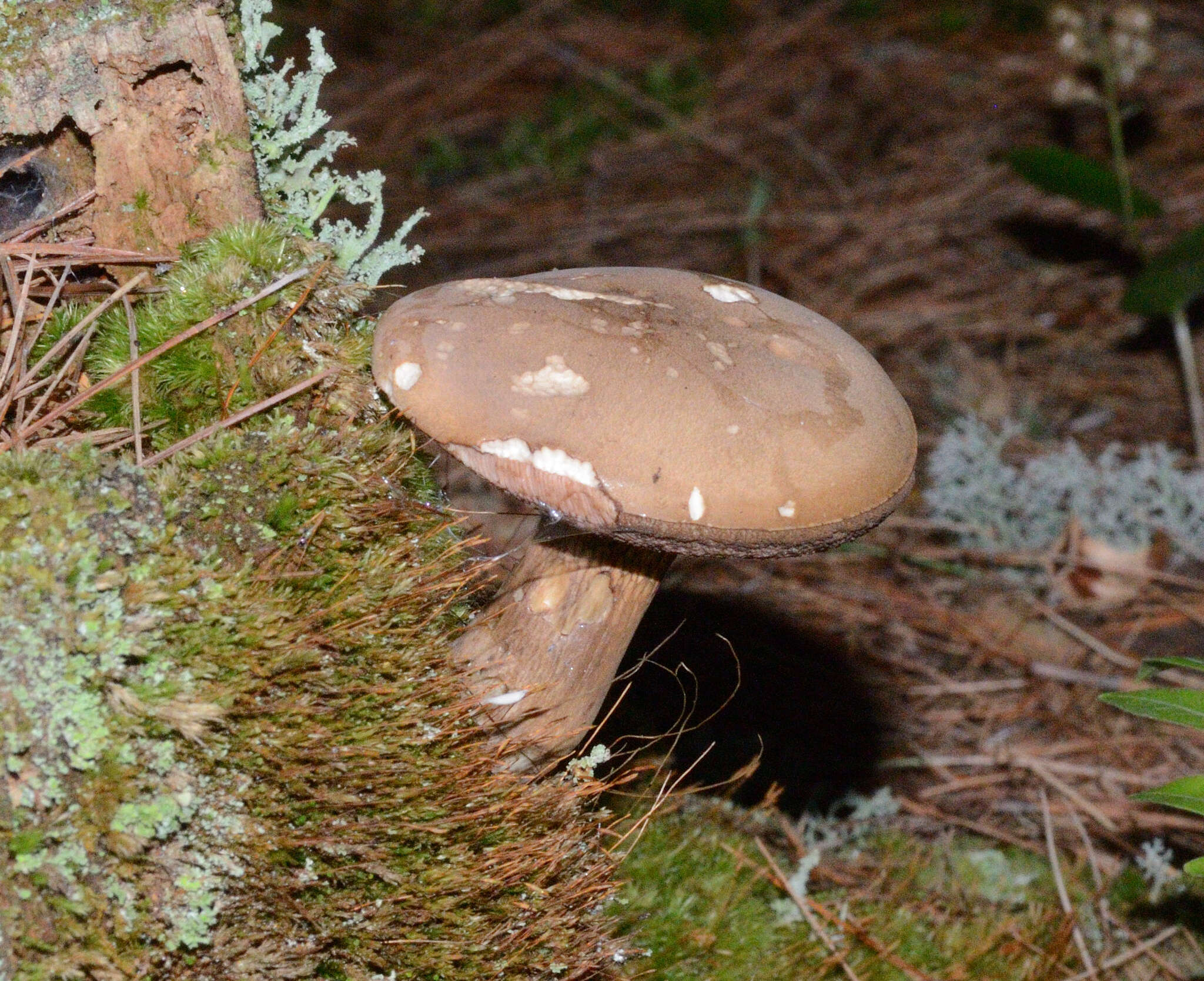 Image of Tylopilus felleus (Bull.) P. Karst. 1881