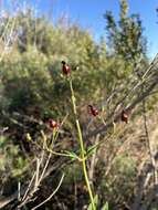 Imagem de Scrophularia atrata Pennell