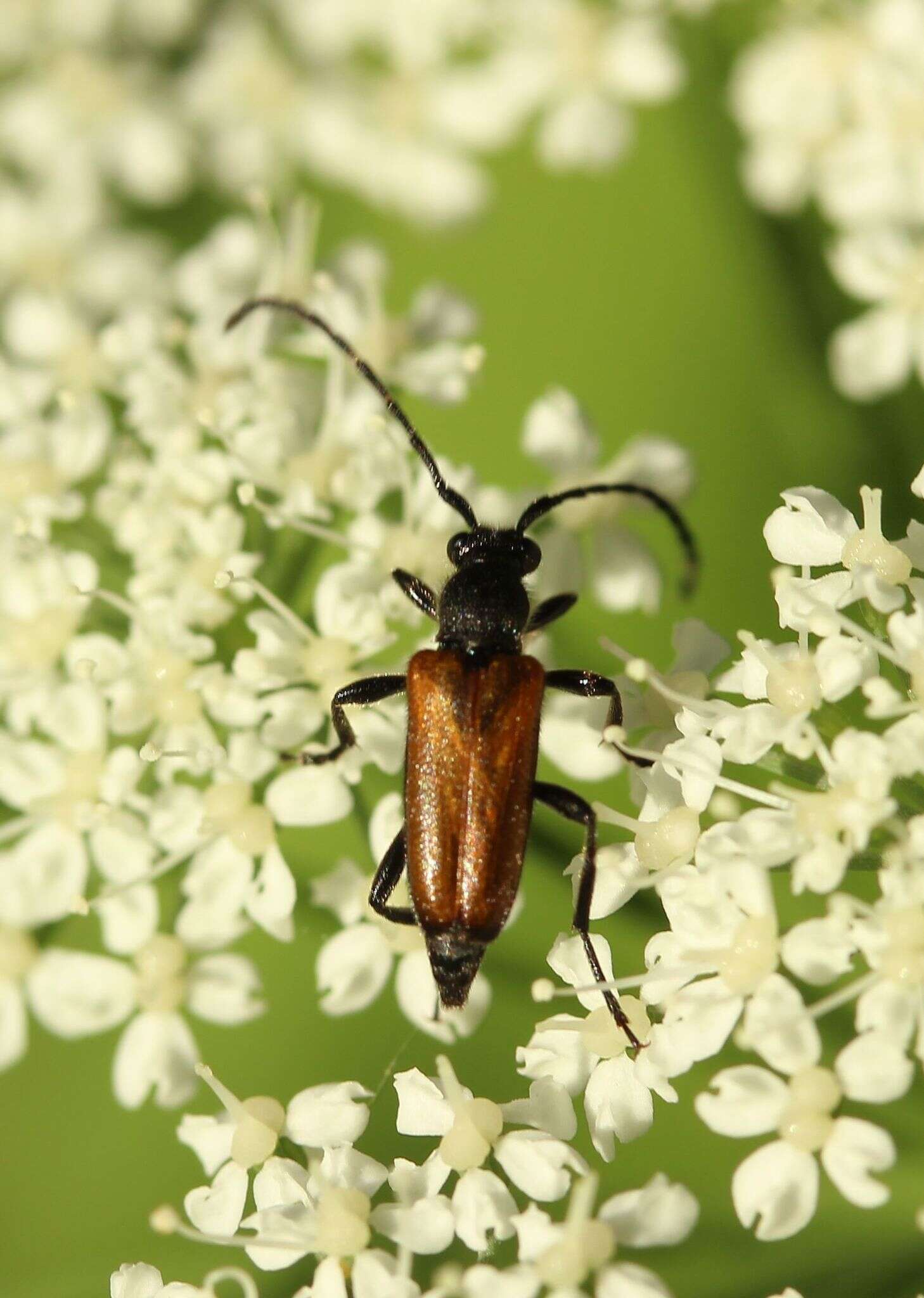 Image of Paracorymbia maculicornis (Degeer 1775)