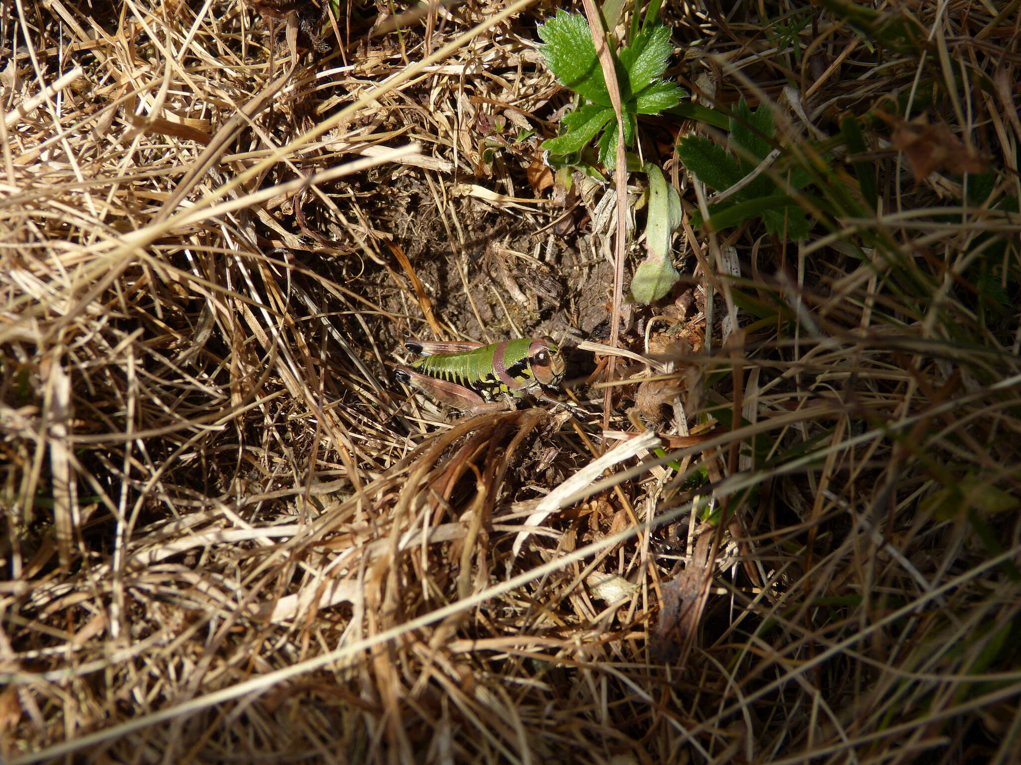 Plancia ëd Cophopodisma pyrenaea (Fischer 1853)