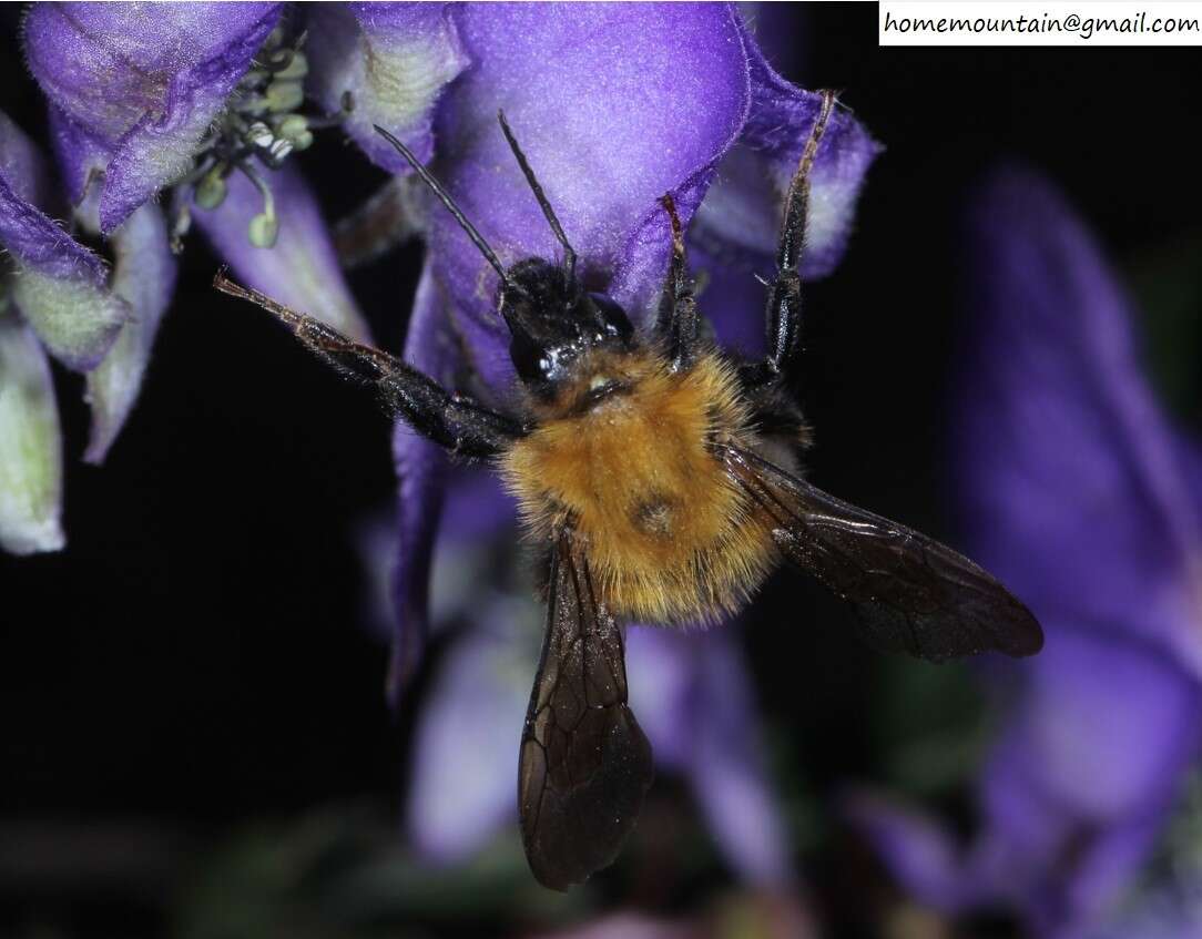 Слика од Bombus koreanus (Skorikov 1933)