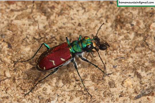 Image of Cicindela (Cicindela) coerulea Pallas 1773