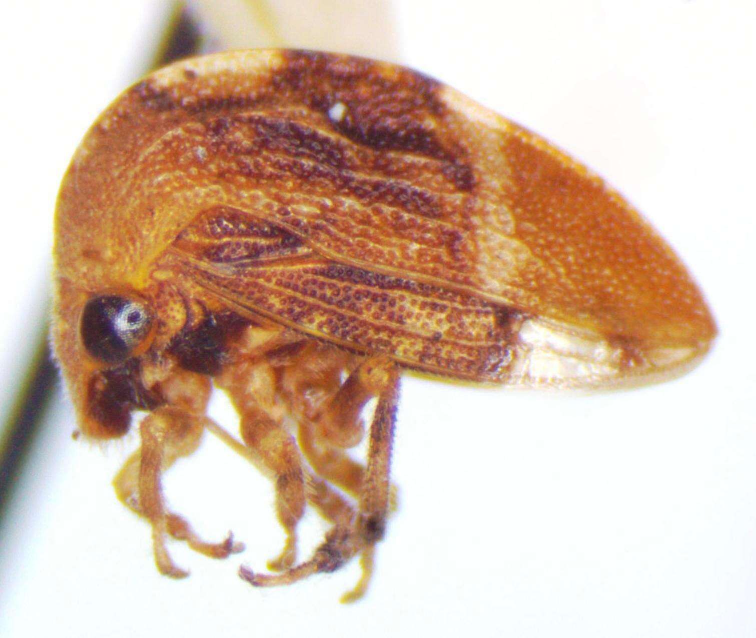 Image of Adippe inaequalis Fowler