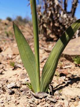 Image of Ixia latifolia D. Delaroche