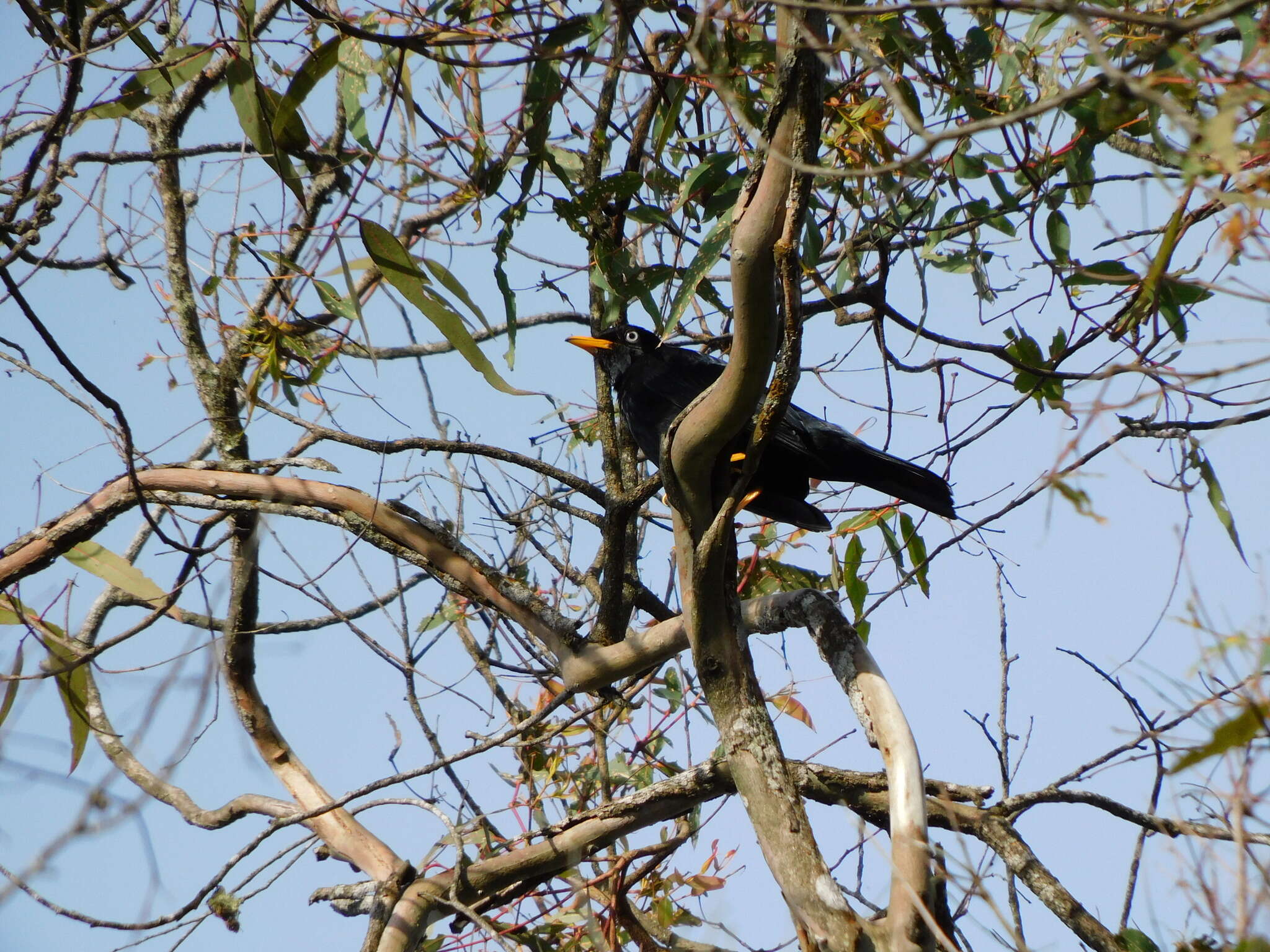 Image of Pale-eyed Thrush