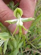 Слика од Bonatea boltonii (Harv.) Bolus