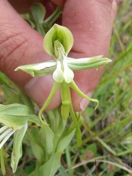 Bonatea boltonii (Harv.) Bolus resmi