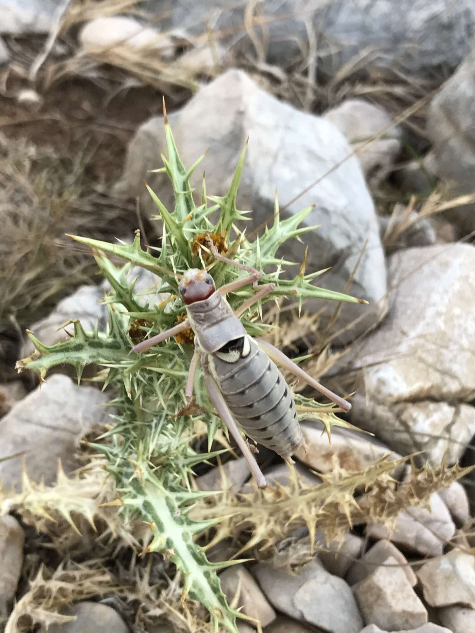 Image of saddle-backed bushcricket