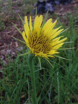 Image of yellow salsify