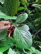 Image of Glossoloma tetragonoides (Mansf.) J. L. Clark