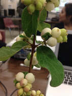 Image of common snowberry