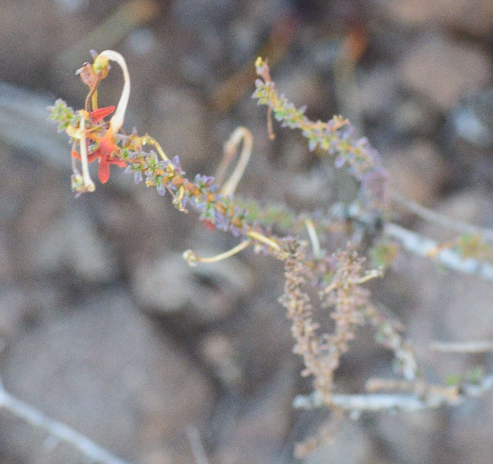 Image de Jamesbrittenia atropurpurea subsp. atropurpurea