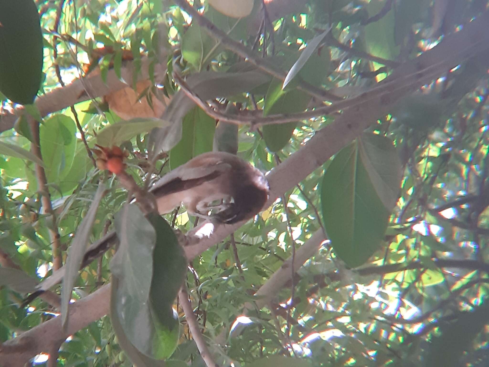 Image of Rufous Treepie