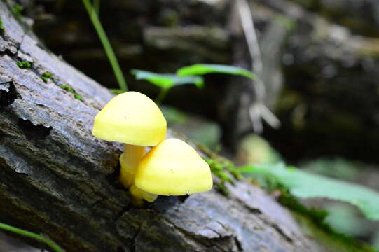 Pluteus fenzlii (Schulzer) Corriol & P.-A. Moreau 2007 resmi