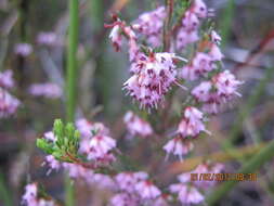 Image of Erica uberiflora E. G. H. Oliver