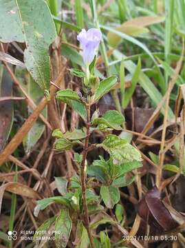 Image of Ruellia bahiensis (Nees) Morong