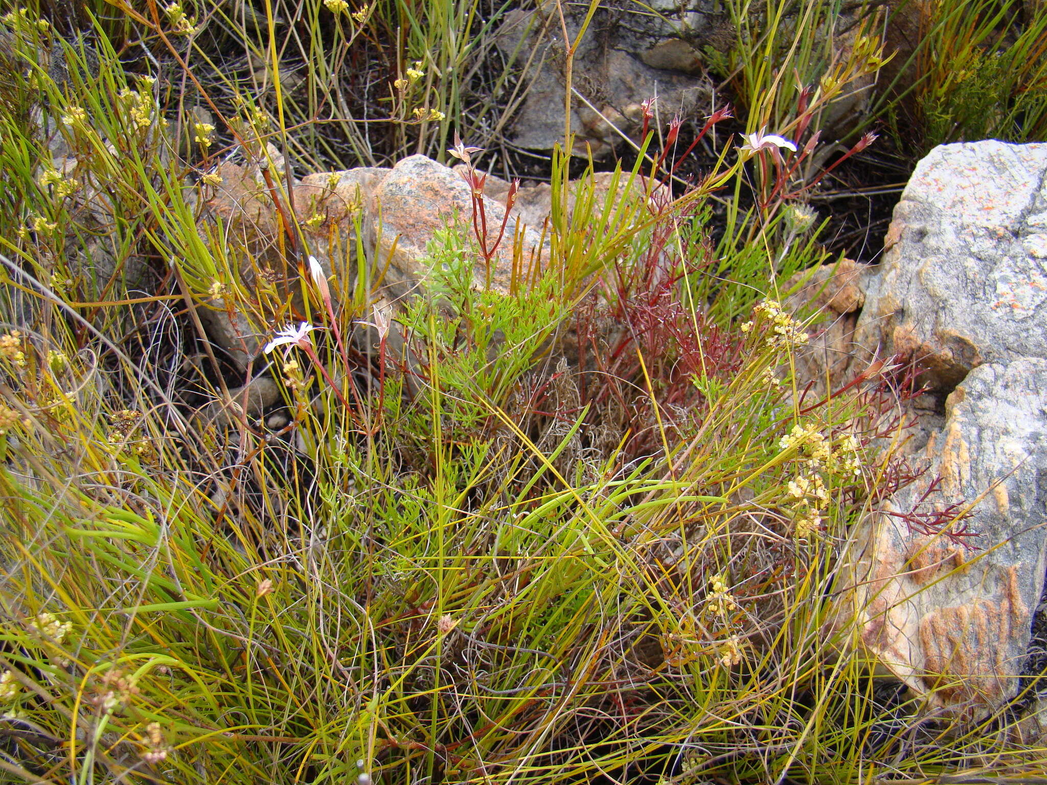 Image of Pelargonium divisifolium P. Vorster