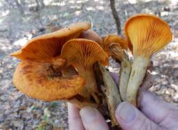 Image of Omphalotus illudens (Schwein.) Bresinsky & Besl 1979