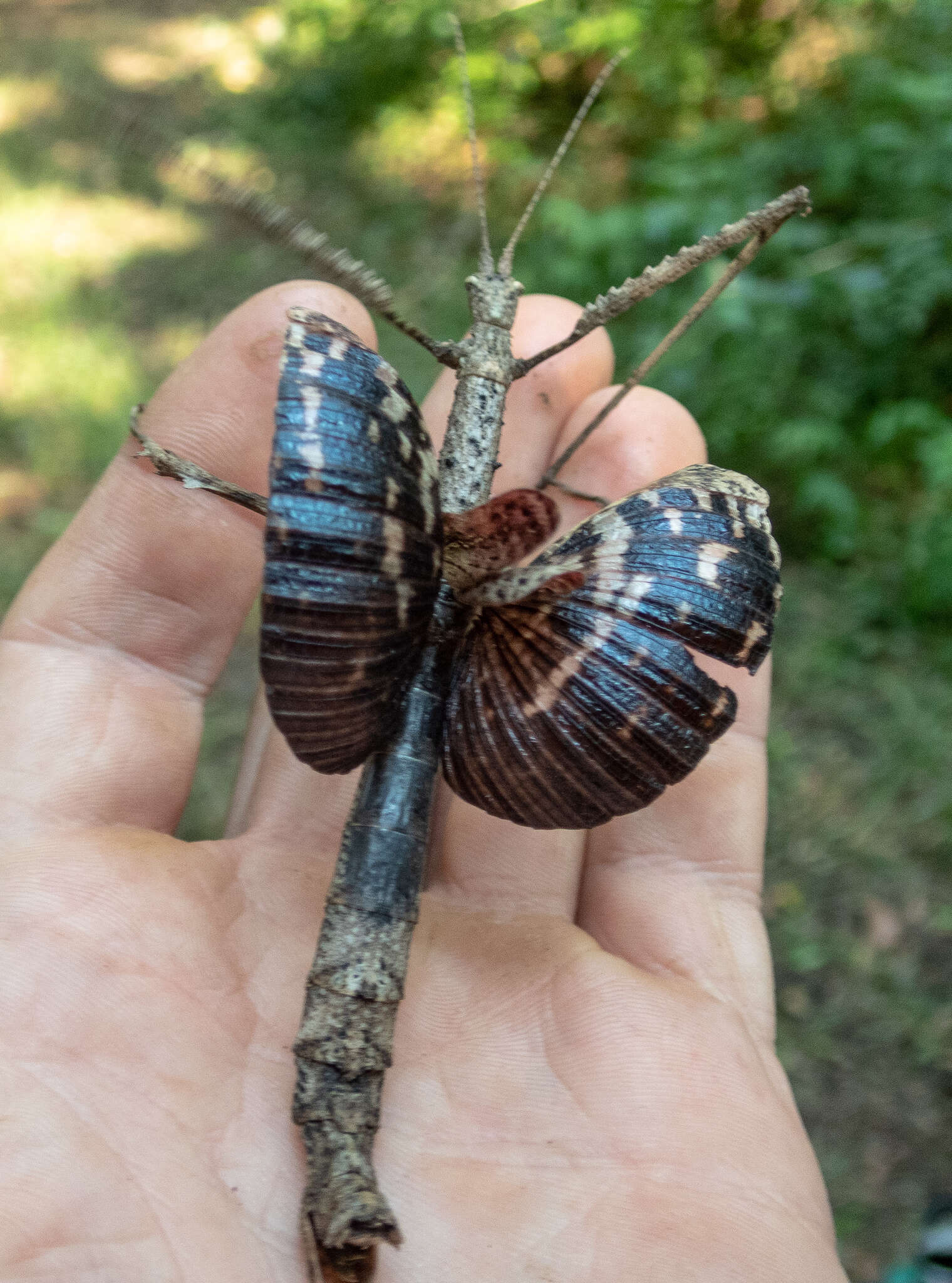 Image of Onchestus gorgus (Westwood 1859)