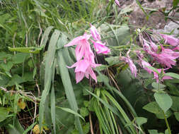 Imagem de Gladiolus microcarpus G. J. Lewis