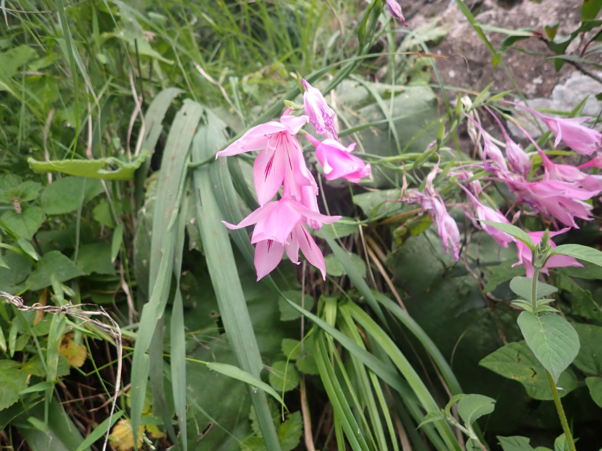 Image of Gladiolus microcarpus G. J. Lewis