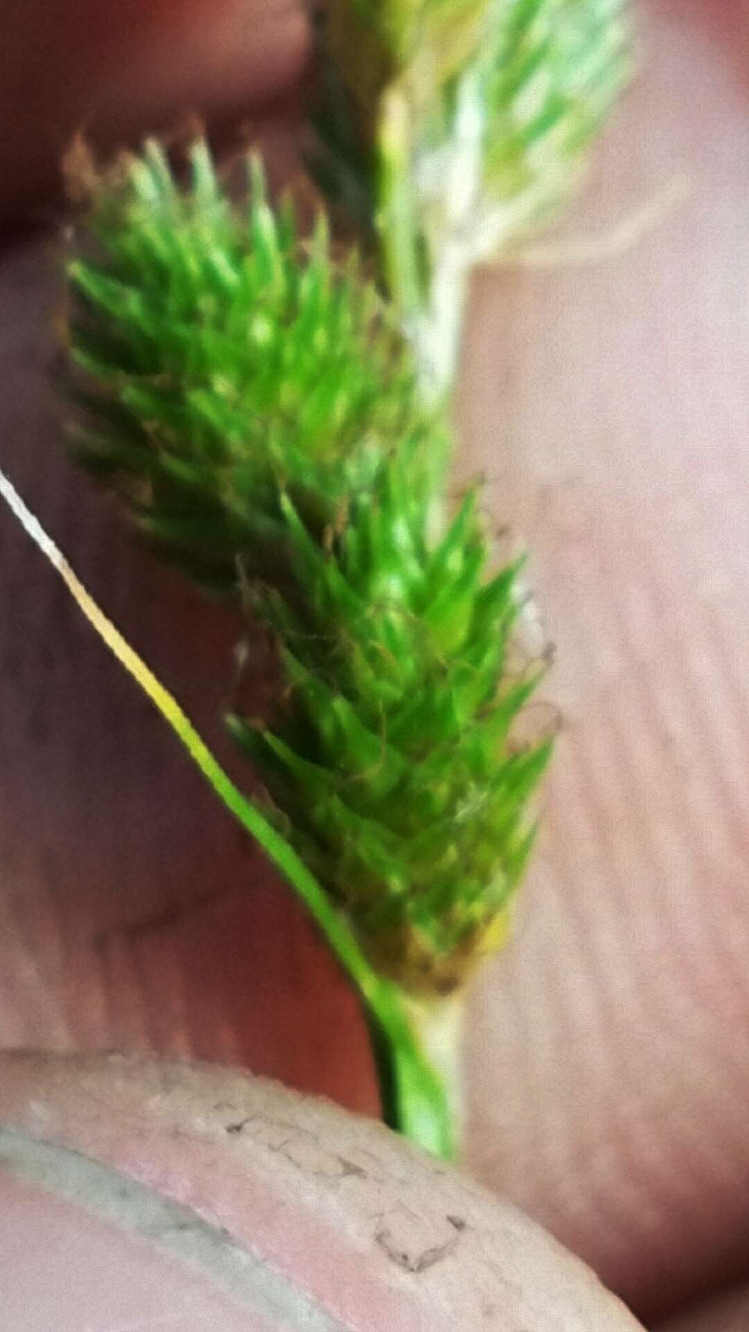 Image of blunt broom sedge