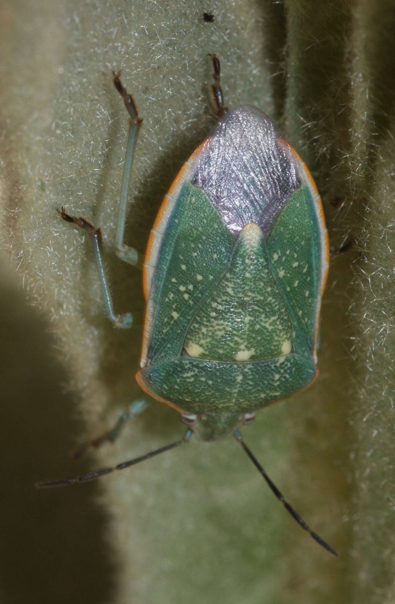 Image of Say's Stink Bug