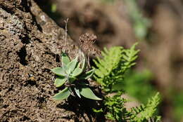 Imagem de Dudleya abramsii subsp. setchellii (Jeps.) Moran