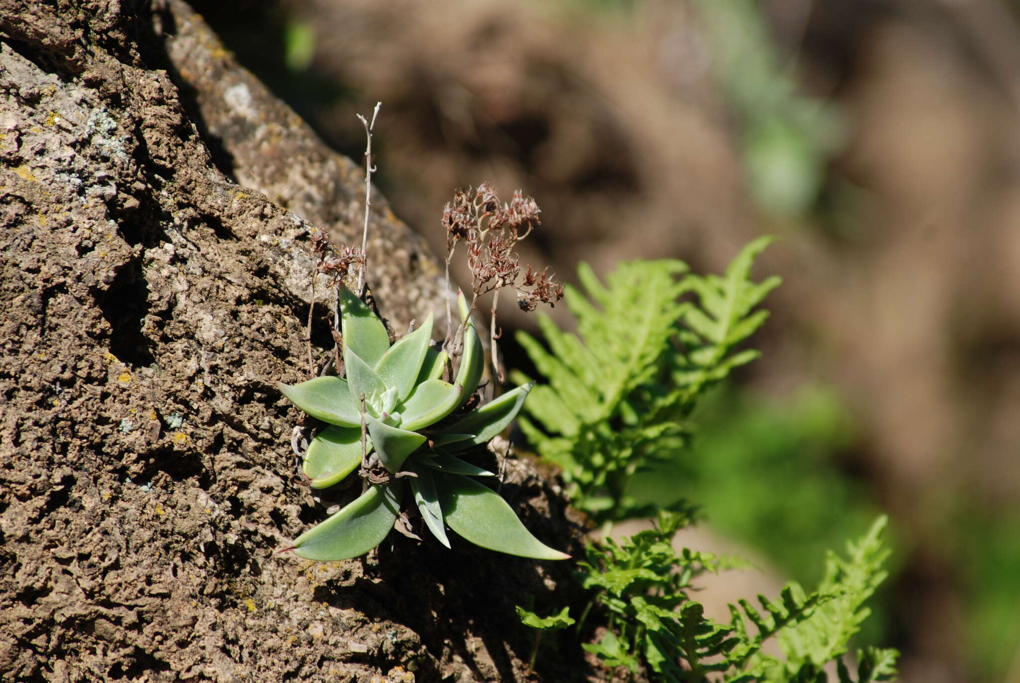 Imagem de Dudleya abramsii subsp. setchellii (Jeps.) Moran