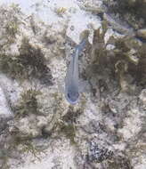 Image of Blue damsel