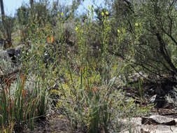 Image of Albuca schoenlandii Baker