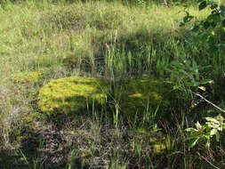 Image of helodium moss