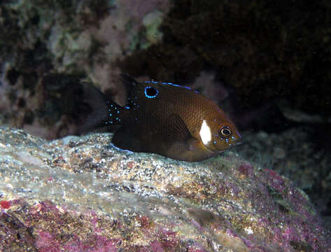 Image of White-ear scalyfin