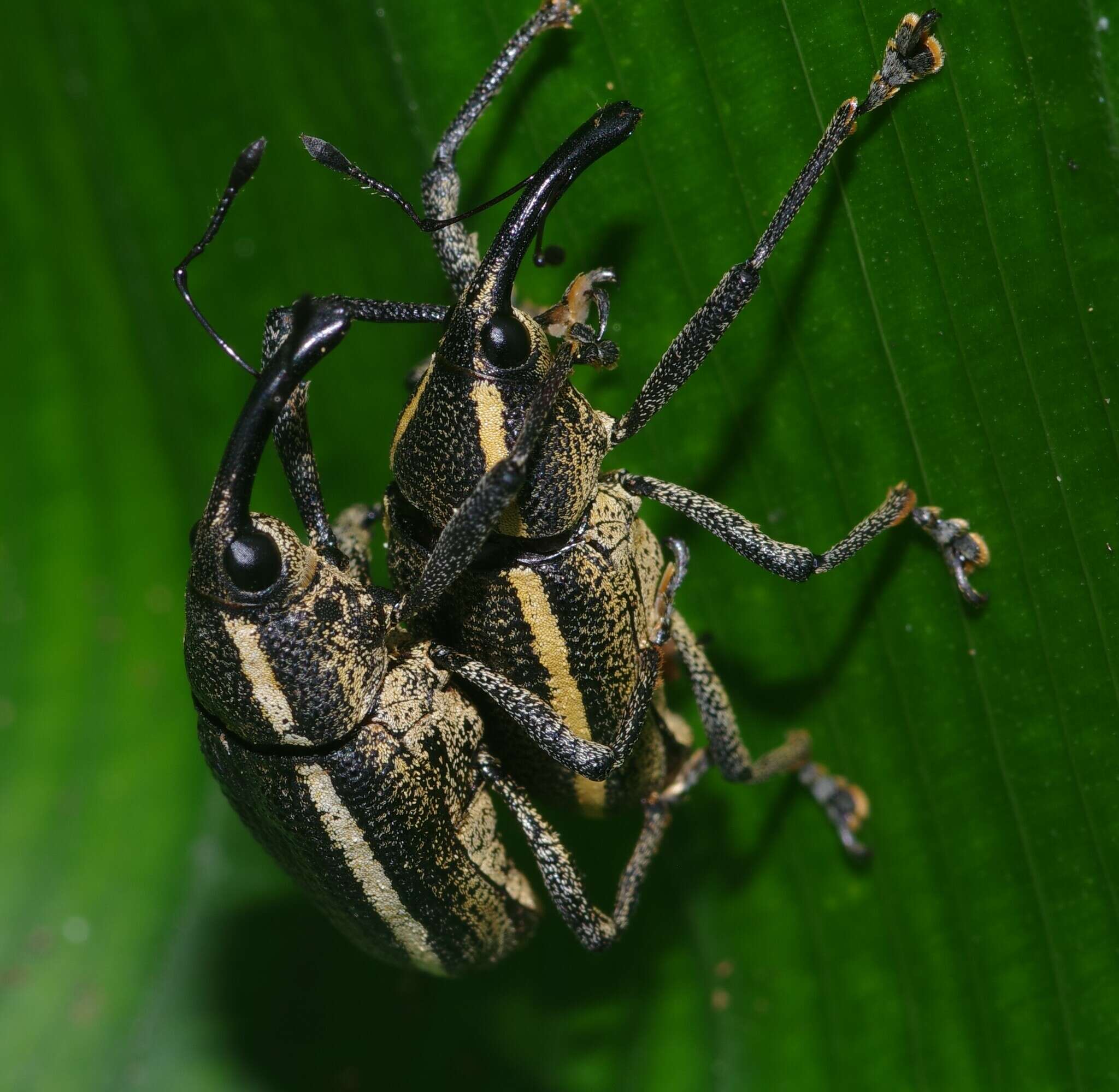 Image of Cholus olivieri Klima & A. 1936