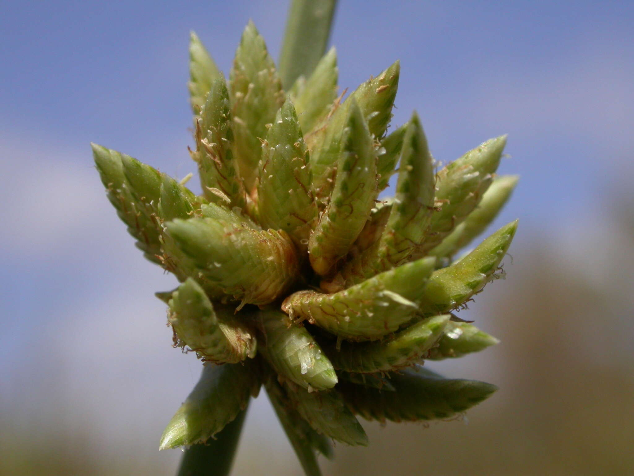 صورة Cyperus laevigatus subsp. laevigatus