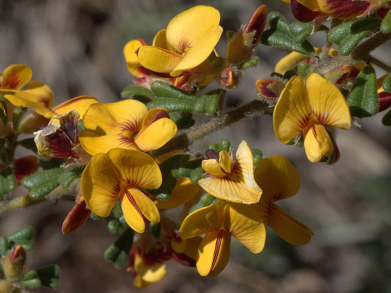 Imagem de Pultenaea scabra R. Br.