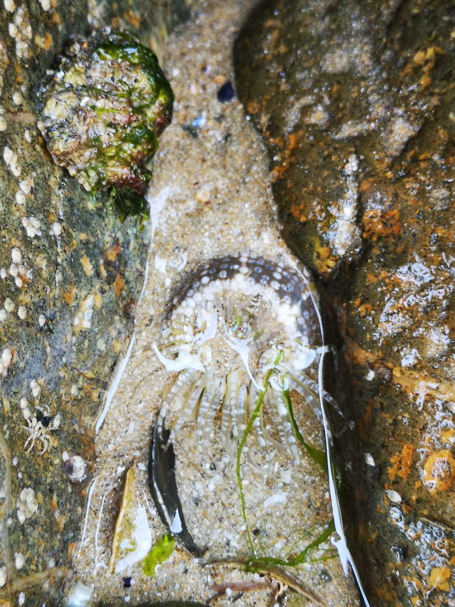 Image de Aulactinia verrucosa (Pennant 1777)