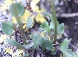 Image of northern groundsel