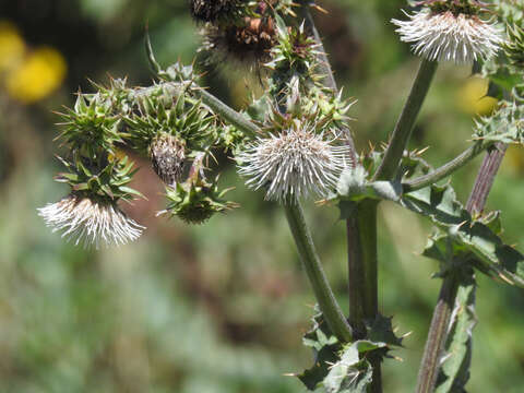 Image of Mt. Hamilton thistle