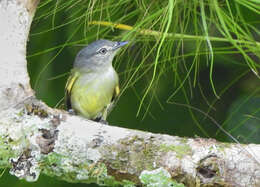 Image of Slate-headed Tody-Flycatcher