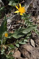 Image of serrate balsamroot