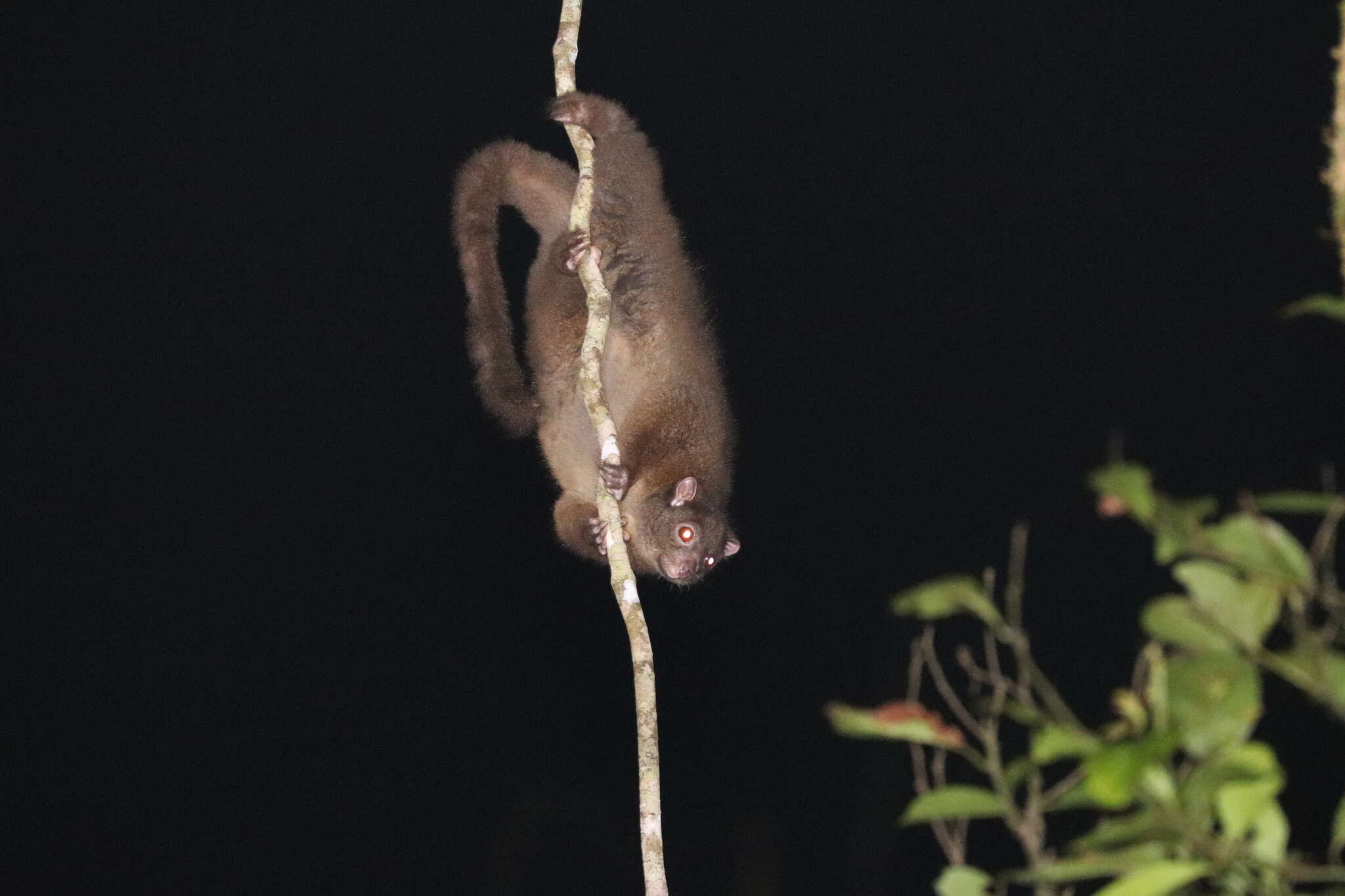 Image of Lemur-like Ringtail