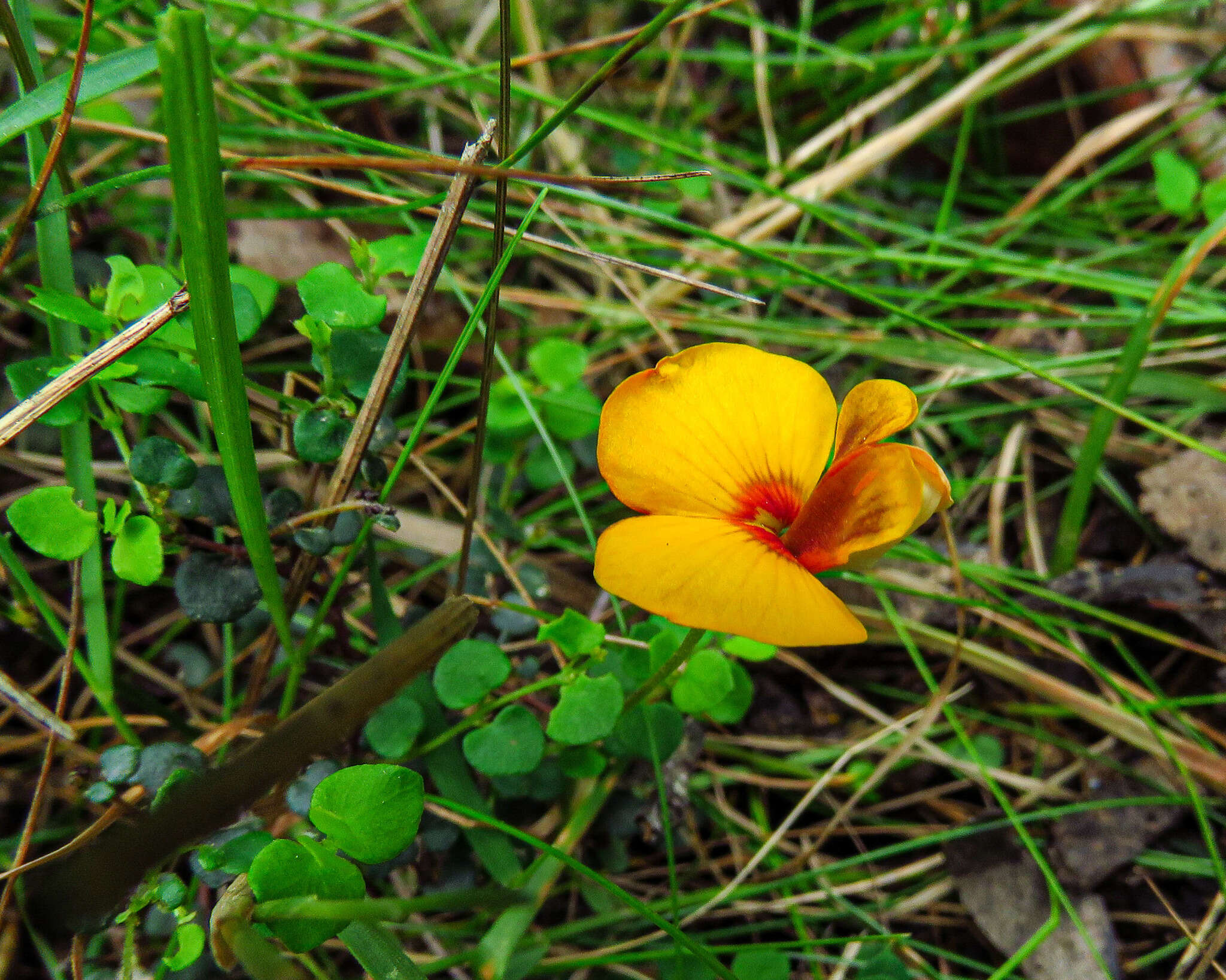 Image of Bossiaea cordigera Hook. fil.