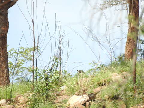 Image of Indian Eagle-Owl